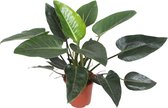 Groene plant – Philodendron (Philodendron Congo Green) – Hoogte: 90 cm – van Botanicly