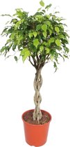 Groene plant – Vijgenboom (Ficus exotica) – Hoogte: 120 cm – van Botanicly