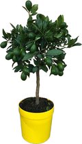 Fruitboom – Sinaasappelboom (Citrus Limequat) – Hoogte: 60 cm – van Botanicly