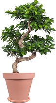 Bonsai – Chinese vijg (Ficus Gin Seng) met bloempot – Hoogte: 70 cm – van Botanicly
