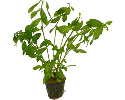 Moerings Hygrophila Polysperma | Belgisch groen | In Terracotta Pot