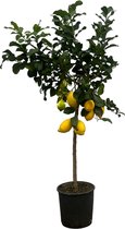 Fruitboom – Citroenboom (Citrus Lemon) – Hoogte: 150 cm – van Botanicly