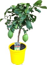 Fruitboom – Citroenboom (Citrus Lemon) met bloempot – Hoogte: 60 cm – van Botanicly