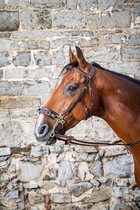 Dy on Hackamore bridle - D Collection - Brown - Maat Full