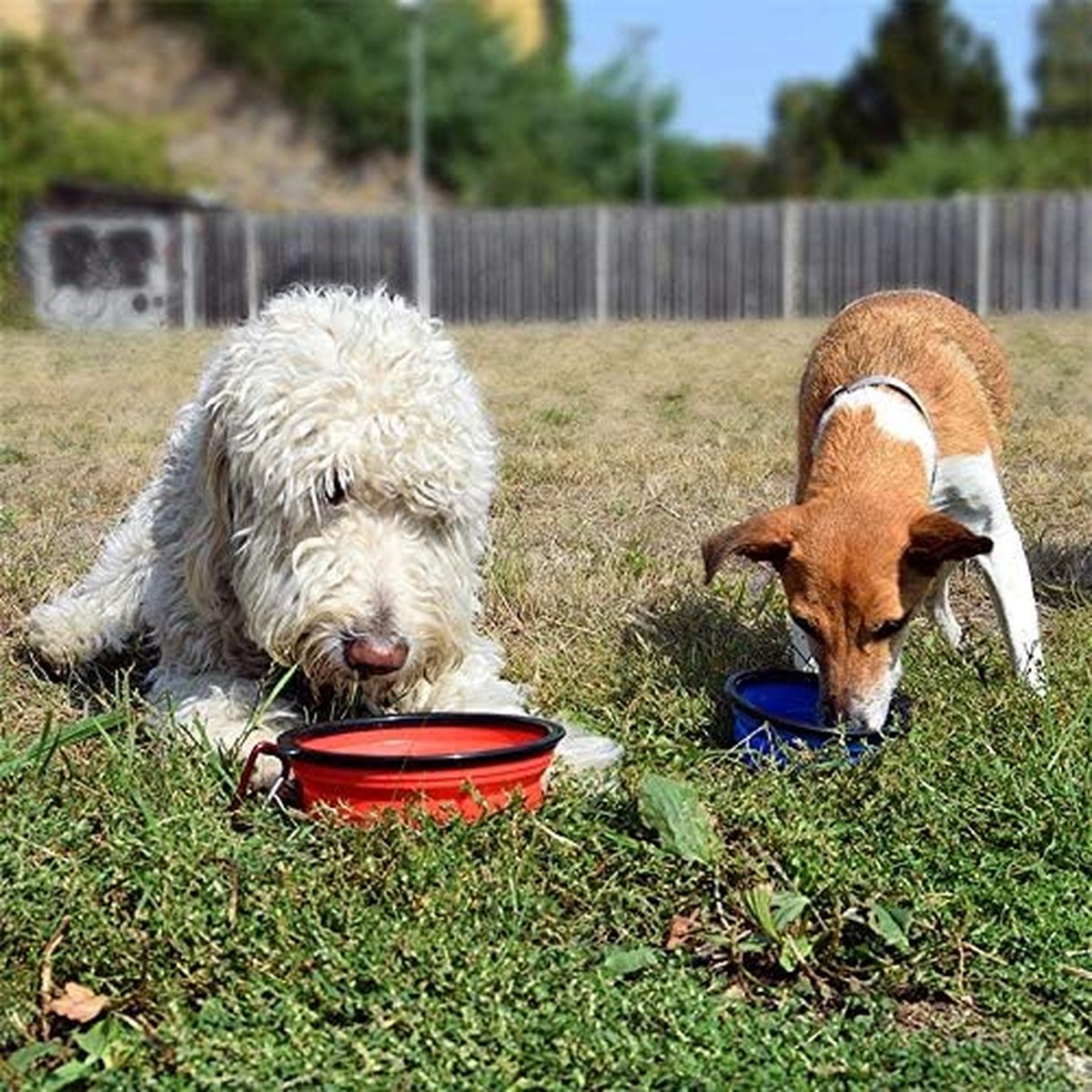 Bol D'eau Pliable Pour Chien Chat - Taille 13x13x5 Cm, TPE, Avec Carabiner, Idéal Voyage - 12