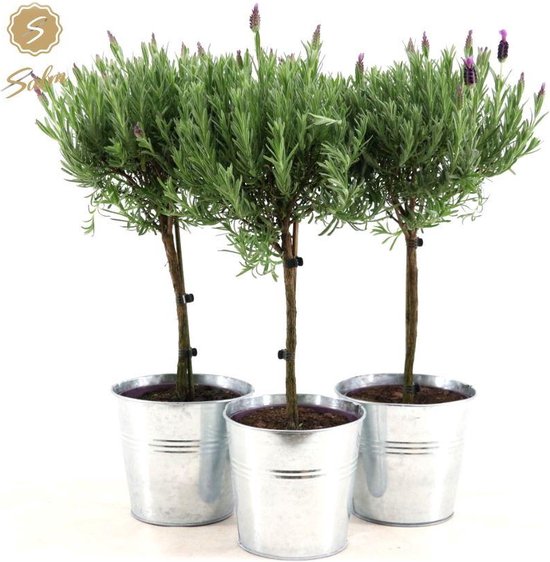 Plantenboetiek.nl Lavandula St 'Anouk' in Zinc OldLook Lavendel