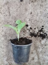 Courgette planten - groen - 3 planten - zelf kweken in je (moes)tuin