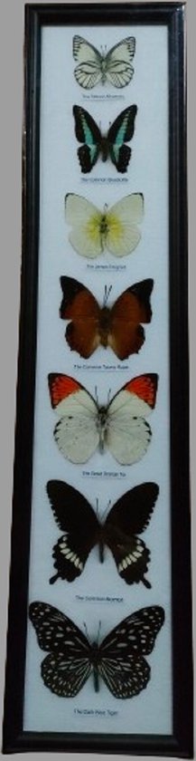 vlinders in lijst opgezette vlinders insect vlinders echt