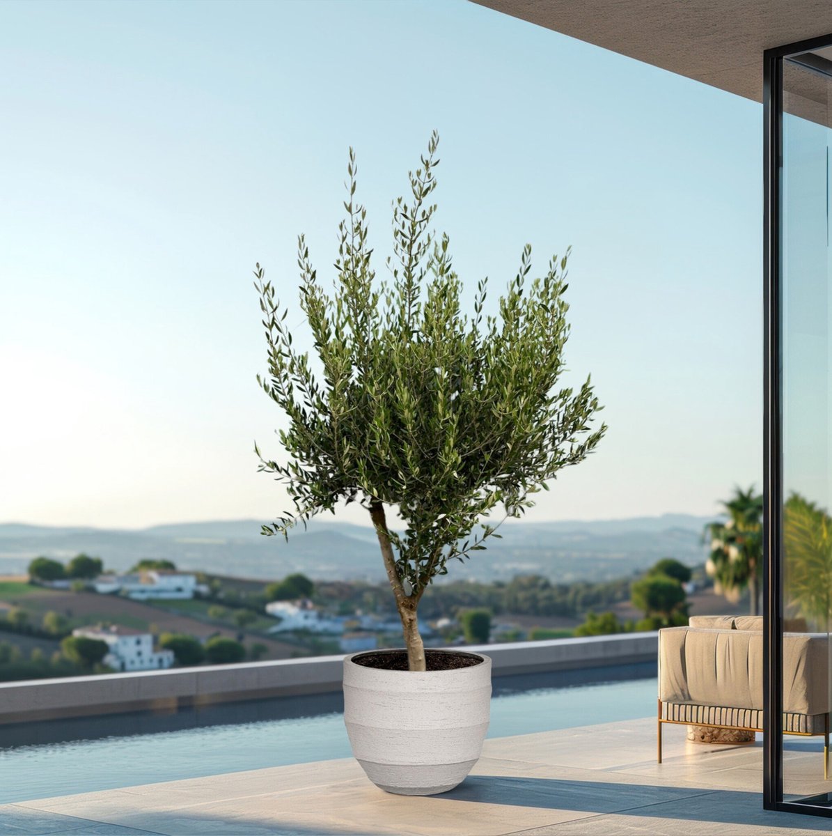 Combi deal - Olijfboom Olea Europaea Cultivo inclusief Bordo New Egg - 210cm