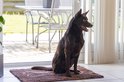 Bruine hond op een bruine deurmat met een witte pootafdruk.