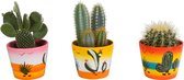Plantenboetiek.nl | Cactus mix in Mexicaanse pot | 3 stuks - Ø 10.5cm - Hoogte 23cm