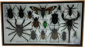 Western Deco - Insecten box Assorti Horizontaal- Tosena Splendida – Opgezette Insecten - 36x20 cm