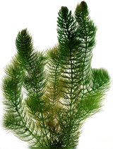 vdvelde.com - Hoornblad - 2 liter - Ceratophyllum Demersum - Zuurstofplant voor 100 – 1.000 liter - Volgroeide hoogte: 80 cm - Plaatsing: los in het water