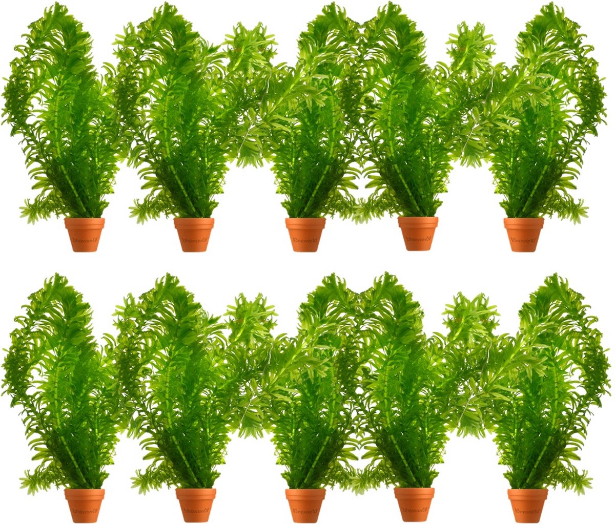 vdvelde.com - 10 Waterpest planten (Elodea densa) - Zuurstofplant voor vijver - Vijverplant - Waterplant - Zorgt voor helder water en vermindert algen - Winterhard en onderhoudsvriendelijk