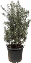 olijfboom (Olea Europaea) 225 cm hoog, groenblijvende olijfboom