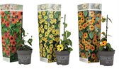 Plant in a Box - Thunbergia - Mix van 3 - Geel, Oranje, Rood - Bloeiende klimplanten - Pot 9cm - Hoogte 25-40cm