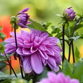 Dahlia Bleu Bell, 1st, Kleur lavendel- en paarsblauwe tinten , Grote Brede Bloembladen, Bloembollen, Flowerbulbs