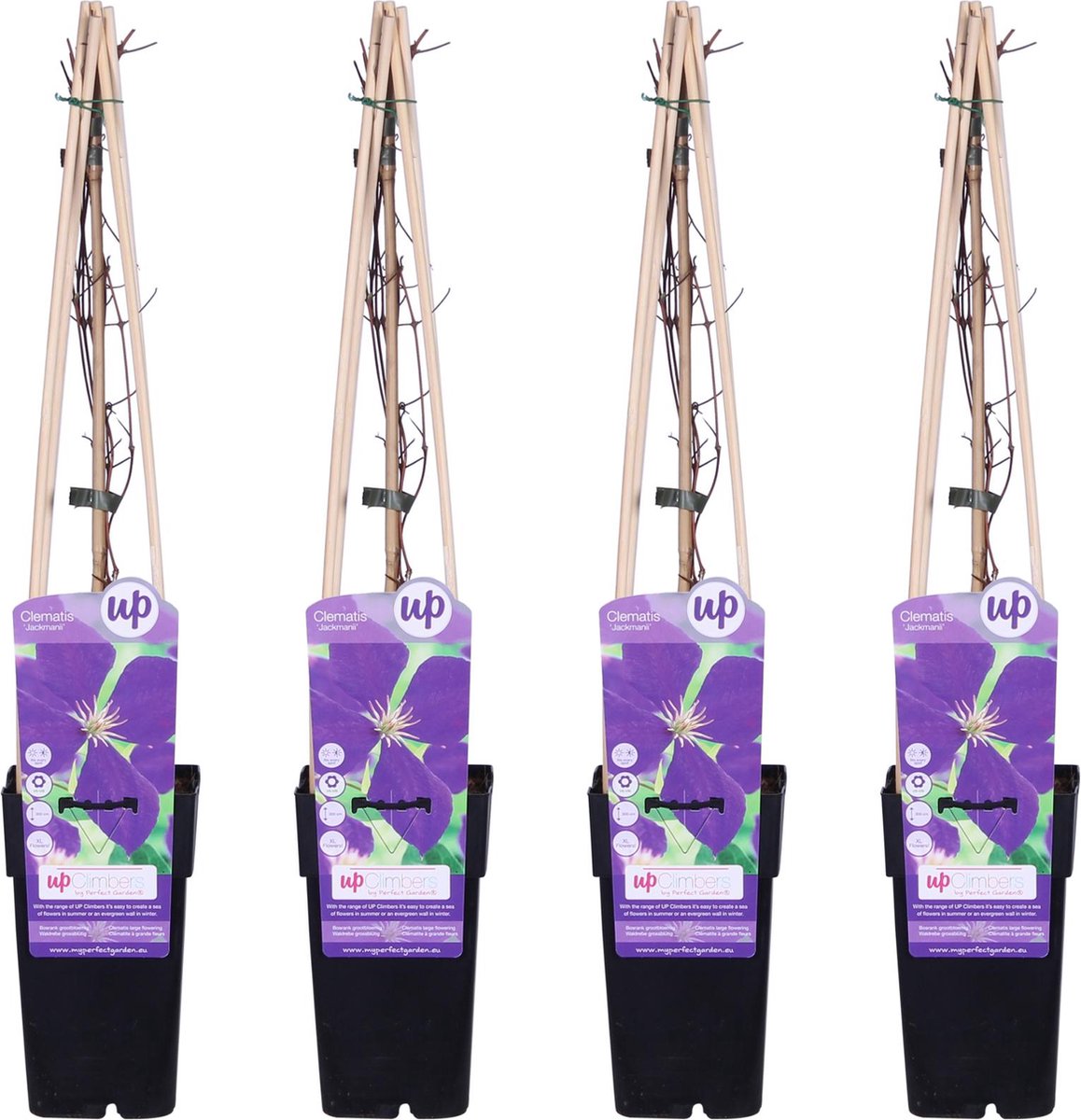 4x Clematis klimplant kleur diep paars tot violet Clematis Jackmanii ↨65cm Ø15