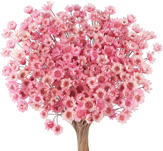 Pakket van 300 gedroogde bloemen Braziliaanse roze kleine sterbloem bloemen mini droogboeket madeliefje mini kamilleboeket voor bloemstuk bruiloft 300 stuks ster gedroogde bloemen