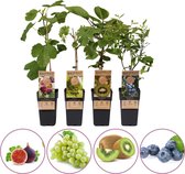 Luxe fruitplanten mix - set van 4 fruitplanten: vijg, witte druif, kiwi, blauwe bosbes - hoogte 50-60 cm