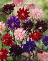 Bulbs4you - Aquilegia Barlow Mix - 10 Stuks - Akelei - winterhard - vaste plant - bijen - vlinders - planten