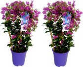 Plant in a Box - Bougainvillea 'Alexandra' - Set de 2 - Feuilles Violettes - Plante Grimpante - Plante de Jardin - Pot 17cm - Hauteur 50-60cm