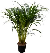 Trendyplants - Areca palm - Goudpalm - Kamerplant - Hoogte 70-90 cm - Potmaat Ø17cm