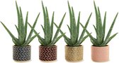 Aloë Vera - 4 stuks - Inclusief luxe potten - Ø 12 cm - Hoogte: 30cm - Plant - Kamerplant - Vetplant - Succulent - Aloë - luchtzuiverend - makkelijk te onderhouden