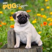 Mopshond Puppies Kalender 2024