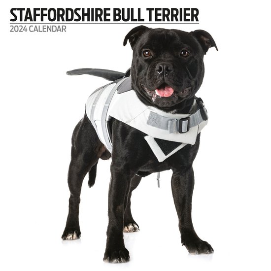 Staffordshire Bull Terrier Kalender 2024 Modern