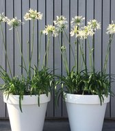 Plantenboetiek.nl | Agapanthus Witte bloemen - Ø19cm - Hoogte 50cm - Bloemen - 1 plant