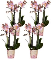 Roze phalaenopsis orchideeën - Andorra | 4 stuks - Ø9cm - 45cm