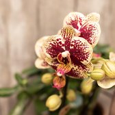 Geel rode phalaenopsis orchideeën - Spain | 4 stuks - Ø9cm - 45cm