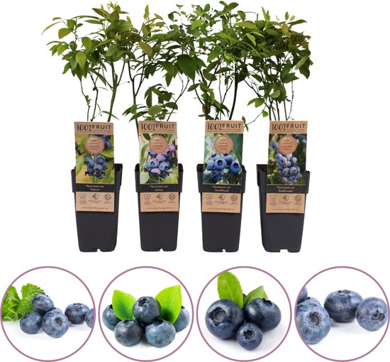 De Vectorillustratie Van De Bessenreeks Aardbei, Blackberry, Bosbes, Kers, Framboos, Zwarte Bes Kruisbes Image107907806