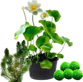 vdvelde.com - Witte Lotus - Nelumbo - 2 stuks + Zuurstofplanten tegen Algen - Lotus plant + Zuurstofplanten - Volgroeide planthoogte: 60 cm - Plaatsing: -10 tot -20 cm
