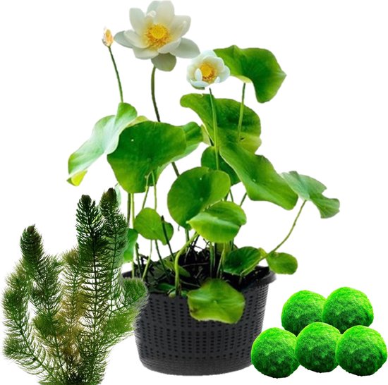 vdvelde.com - Witte Lotus - Nelumbo - 2 stuks + Zuurstofplanten tegen Algen - Combi set - 11 planten - Plaatsing: -10 tot -20 cm