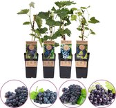 Blauwe druiven fruitplanten mix - set van 4 verschillende blauwe druiven - hoogte 50-60 cm - zelfbestuivend, winterhard