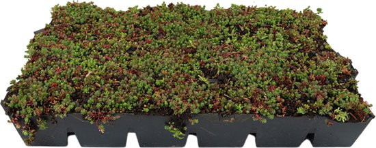 Sedumcassette | Per 10 stuks | 40x60cm