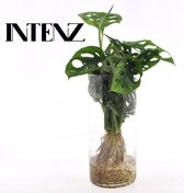Plantenboetiek.nl | Monstera in Cylinder glas - Ø12cm - 25cm hoog - Kamerplant - Groenblijvend