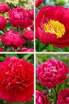 Bulbs4you - Paeonia Red Collection - 4 pièces - 4 variétés - Pivoines - Pivoine - Pivoines