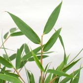 Fargesia Formidable – Bamboe – Tuinplant – Winterhard - ⌀17 cm - 40-50 cm