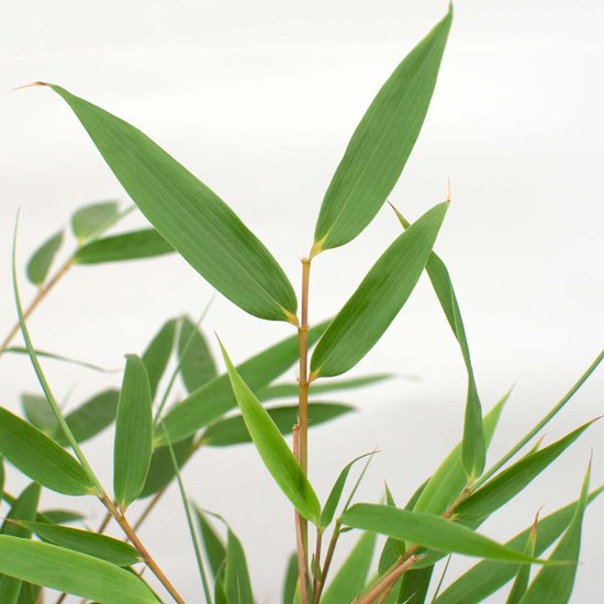 Close-up van groene bamboe bladeren op dunne, bruinige halmen.