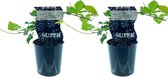 Plantenboetiek.nl | Rubus Thornfree (Doornloze braam) | 2 stuks - Ø12cm - 30cm hoog - Tuinplant - Groente & Fruit - Multideal