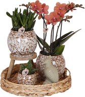 Cadeau-Tip! Kamerplantenset, Een Rode Phalaenopsis Orchide + Succelenten icl. Keramieken Sierpotten