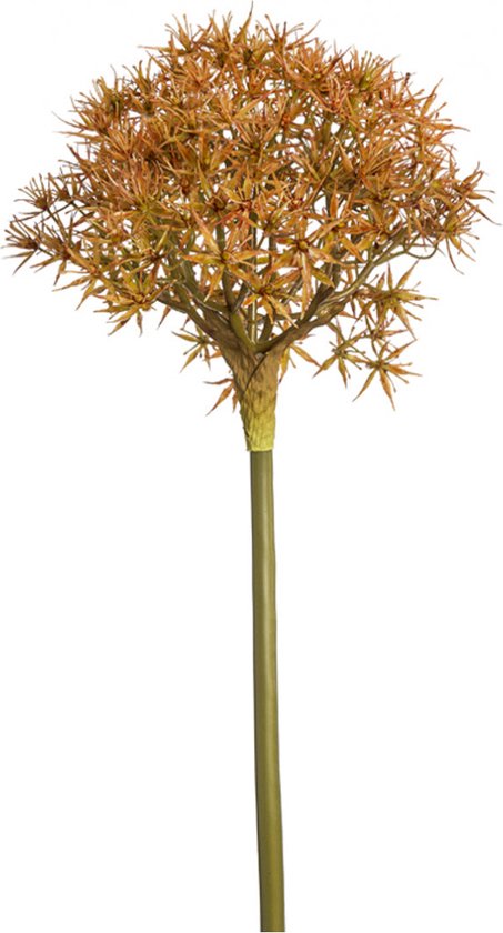 Kunst Allium atropurpureum stengel oranje H89