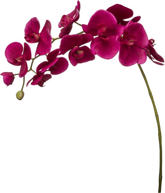 Fuchsia phalaenopsis orchidee kunststam H100