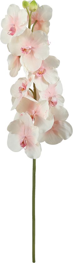 Roze en witte bandailan kunstorchideestam H66