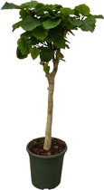 Ficus Umbellata Stam - 130 Cm - Ø33Cm