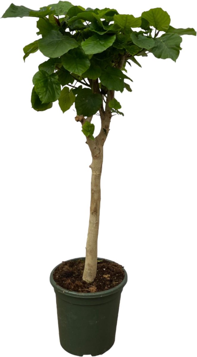 Ficus Umbellata stam - 170 cm - Ø30cm