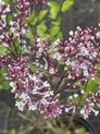 Helderroze tot lilaroze bloemen in kleine maar sterk geurende open trossen (tot 7cm)